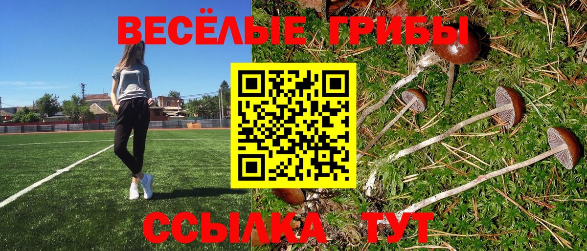 Псилоцибиновые грибы Psilocybine cubensis Владимир